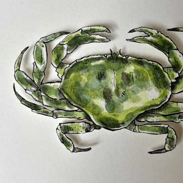 LE CRABE VERT